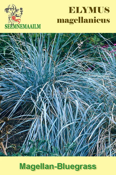 Пырейник магелланский (Колосняк магелланский, Элимус) Elymus magellanicus